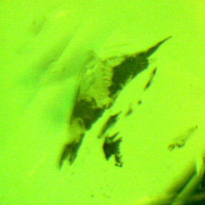 1104105021 emerald 083 dendritic trans 400 fov 1.9mm