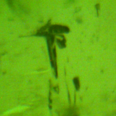 emerald 103 unk 1104105252