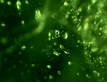 emerald360crystalGreenShakisoAreaEthiopia inclusions 400