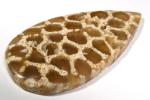 Silicified coral with transparent chalcedony filling corallite - Indonesia
