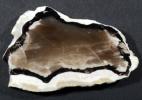  Opalized (petrified) wood from Megyaszó, Hungary